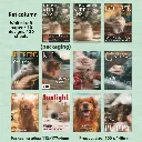 cat.webp
